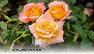 نکاتی در مورد خرید گل رز چهار فصل